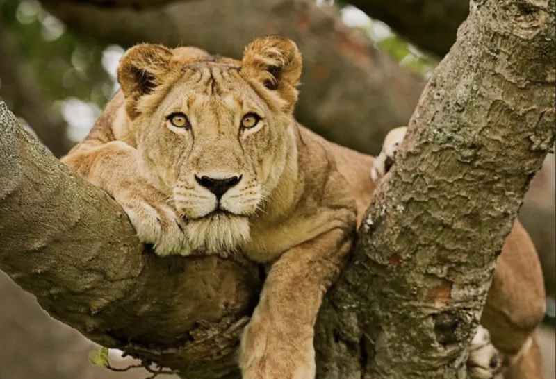 Queen Elizabeth National Park
