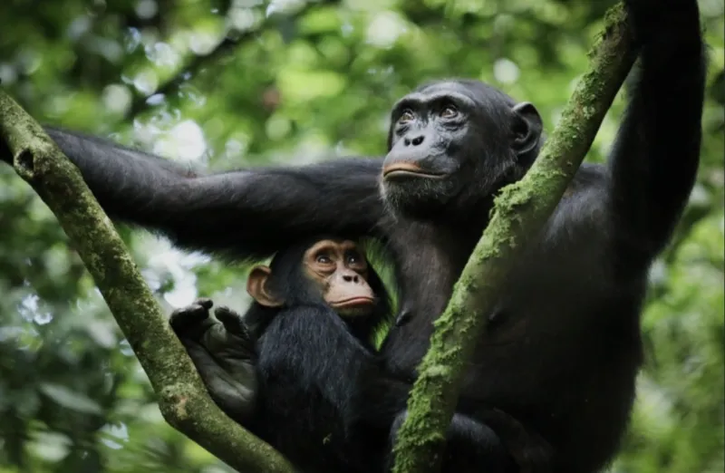 Kibale National Park