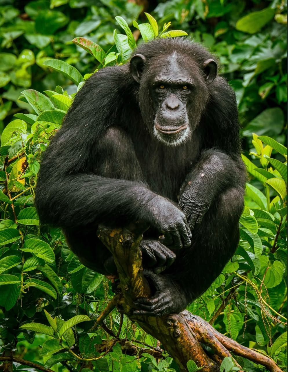 Queen Elizabeth National Park