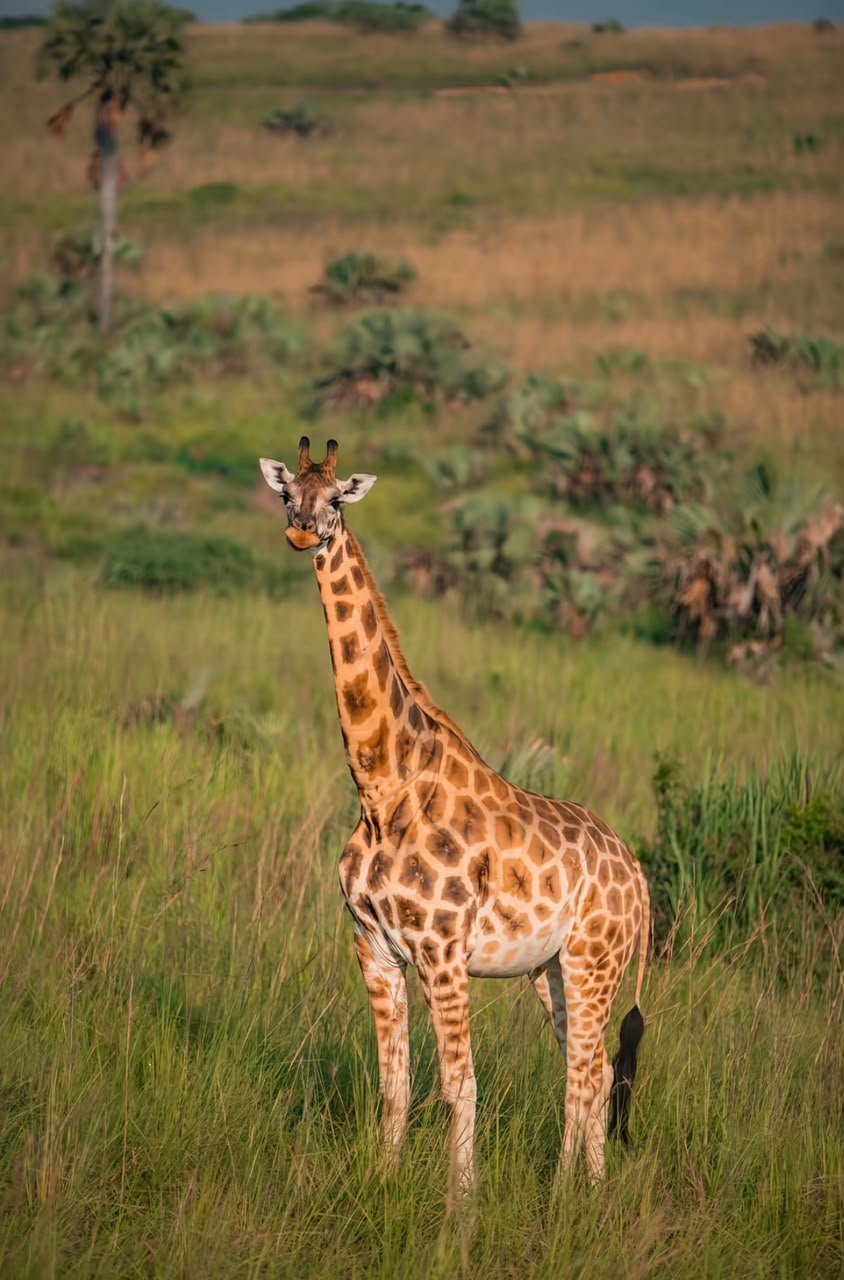 Murchison Falls National Park