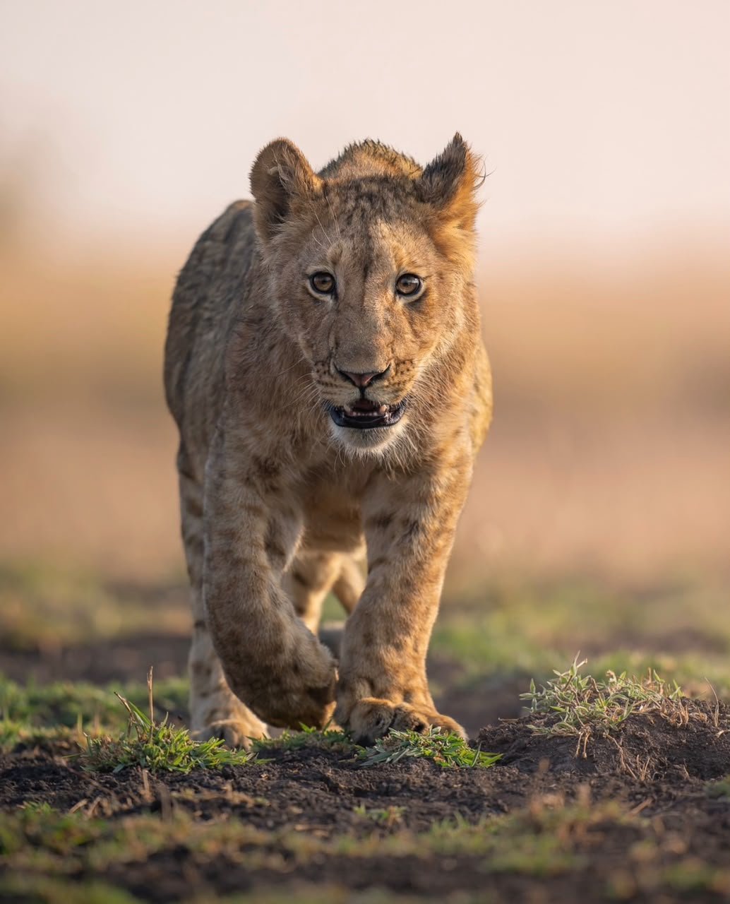 Kibale National Park