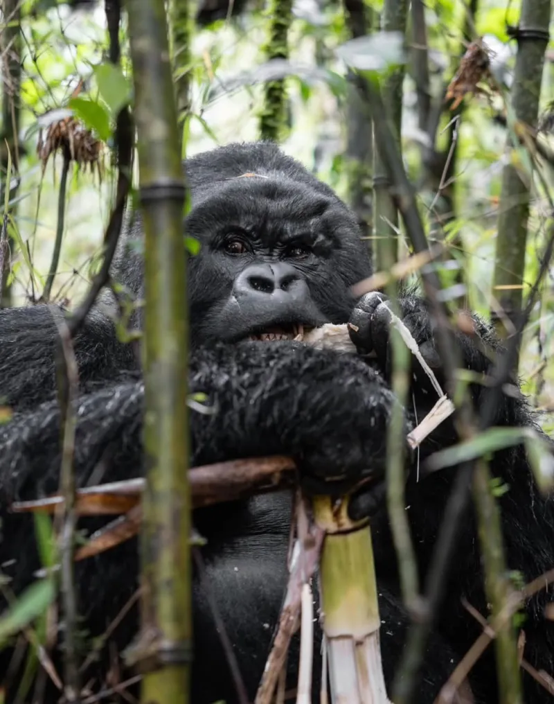 Bwindi Impenetrable National Park