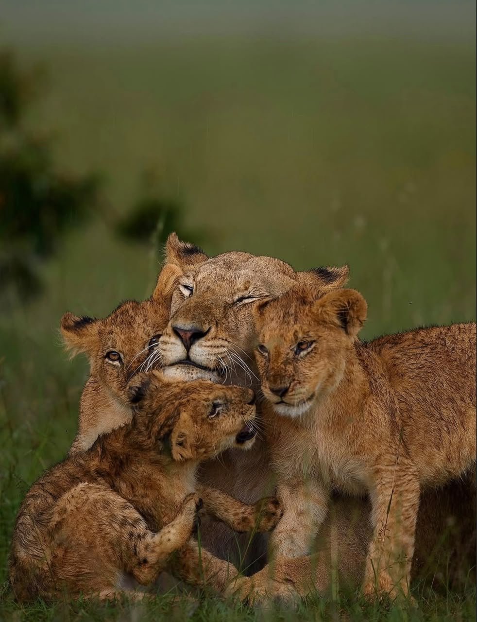Experience the best wildlife tours