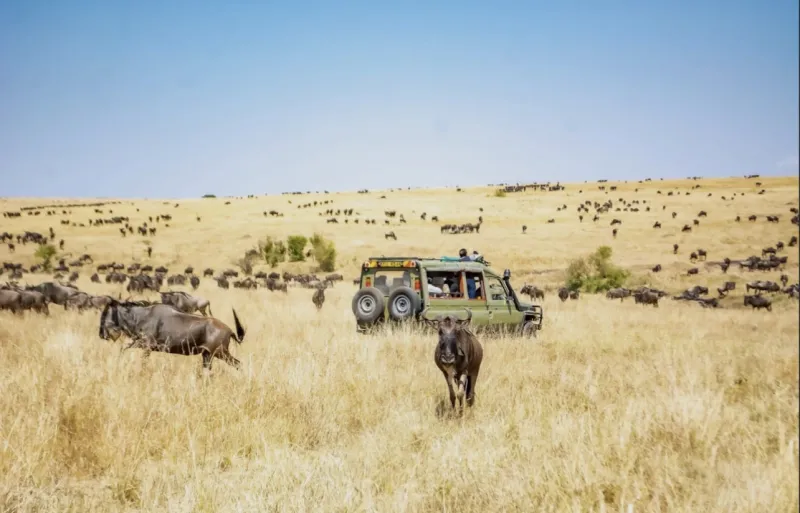 Wildlife safari