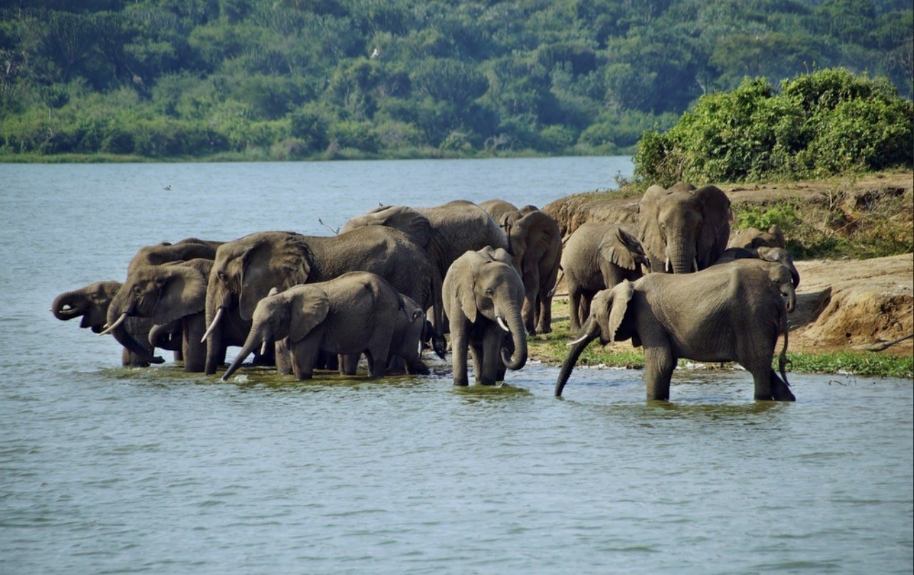 4-Day Queen Elizabeth Classic Safari